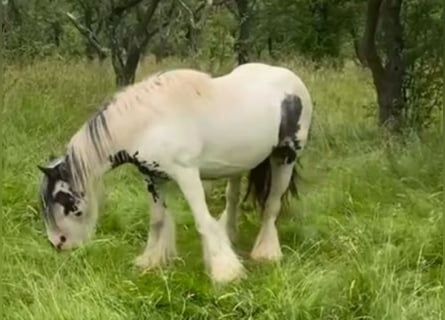 Tinker, Merrie, 9 Jaar, Gevlekt-paard