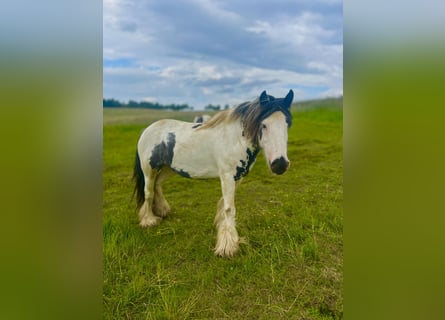 Tinker, Merrie, 9 Jaar, Gevlekt-paard