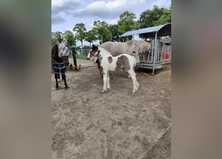 Tinker, Merrie, Veulen (05/2025), 168 cm, Gevlekt-paard