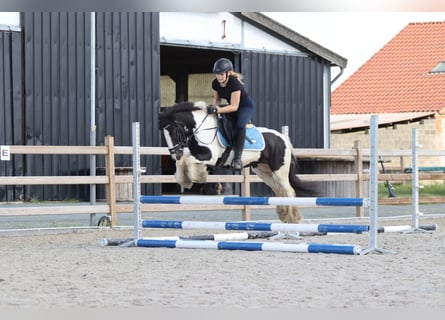 Tinker, Ogier, 6 lat, 130 cm, Srokata