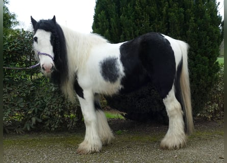 Tinker, Ruin, 10 Jaar, 134 cm, Gevlekt-paard