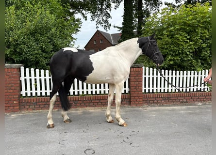 Tinker, Ruin, 10 Jaar, 168 cm, Gevlekt-paard