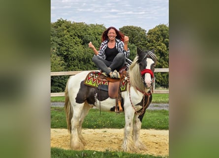 Tinker, Ruin, 11 Jaar, 156 cm, Gevlekt-paard