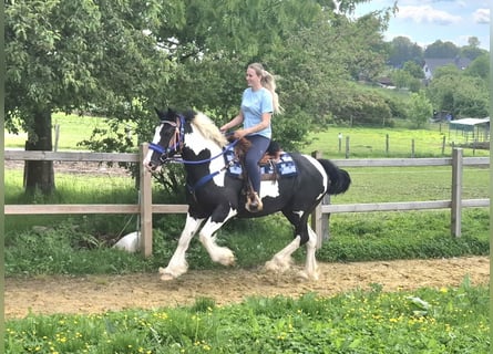 Tinker Mix, Ruin, 14 Jaar, 156 cm, Gevlekt-paard