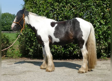 Tinker, Wallach, 3 Jahre, 135 cm, Schecke