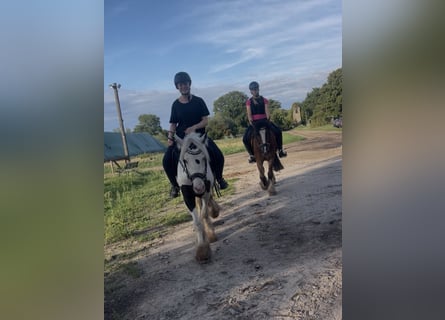 Tinker, Ruin, 3 Jaar, 135 cm, Gevlekt-paard