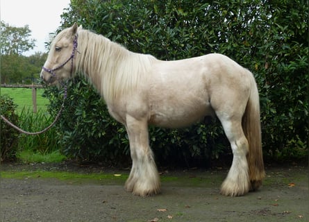 Tinker, Ruin, 3 Jaar, 137 cm, Palomino