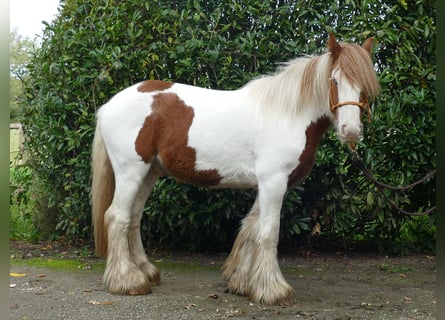 Tinker, Ruin, 3 Jaar, 138 cm, Gevlekt-paard