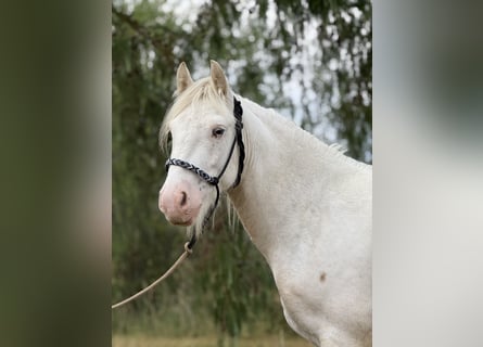 Tinker, Ruin, 3 Jaar, 140 cm, Cremello