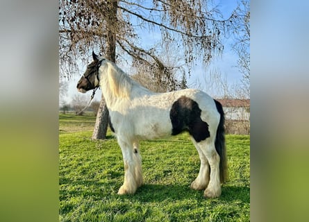Tinker, Ruin, 3 Jaar, 145 cm, Gevlekt-paard
