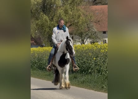 Tinker, Ruin, 3 Jaar, 145 cm, Gevlekt-paard