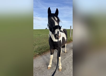 Tinker Mix, Ruin, 3 Jaar, 150 cm, Gevlekt-paard