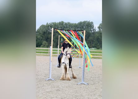 Tinker, Ruin, 4 Jaar, 125 cm, Gevlekt-paard