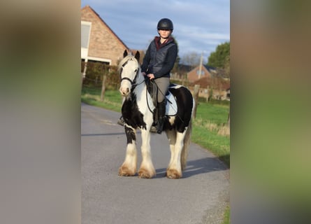 Tinker, Ruin, 4 Jaar, 127 cm, Gevlekt-paard