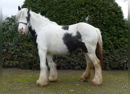 Tinker, Ruin, 4 Jaar, 130 cm, Gevlekt-paard