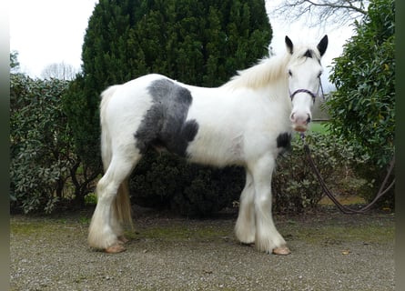 Tinker, Ruin, 4 Jaar, 142 cm, Gevlekt-paard