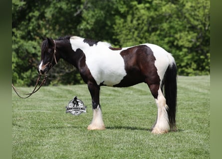 Tinker, Ruin, 4 Jaar, 142 cm, Tobiano-alle-kleuren