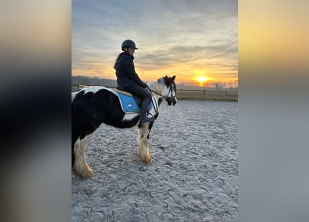 Tinker, Ruin, 4 Jaar, 145 cm, Gevlekt-paard