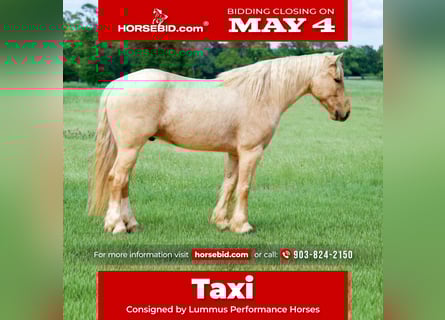 Tinker Mix, Ruin, 4 Jaar, Palomino