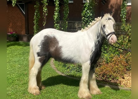 Tinker, Ruin, 5 Jaar, 125 cm, Gevlekt-paard
