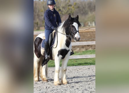 Tinker, Ruin, 5 Jaar, 135 cm, Gevlekt-paard
