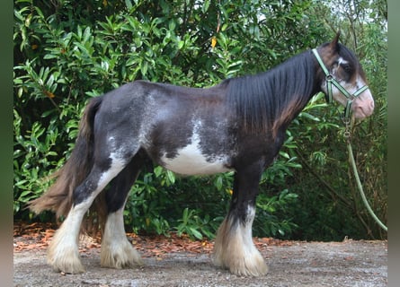 Tinker, Ruin, 5 Jaar, 136 cm, Gevlekt-paard