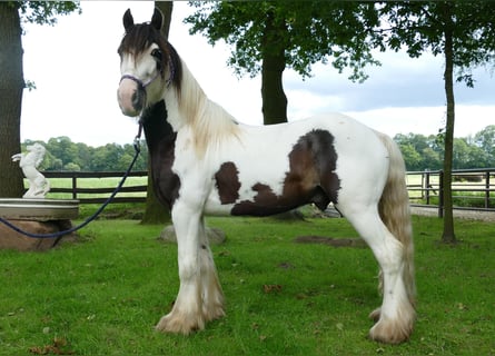 Tinker, Ruin, 5 Jaar, 142 cm, Gevlekt-paard