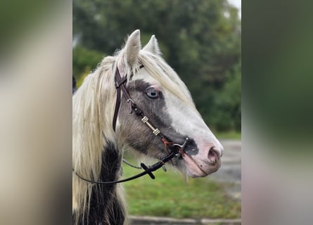 Tinker, Ruin, 5 Jaar, 143 cm, Gevlekt-paard