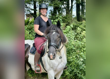 Tinker, Ruin, 5 Jaar, 148 cm, Gevlekt-paard