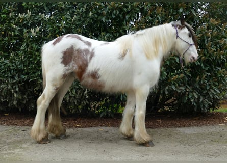 Tinker, Ruin, 5 Jaar, 150 cm, Gevlekt-paard