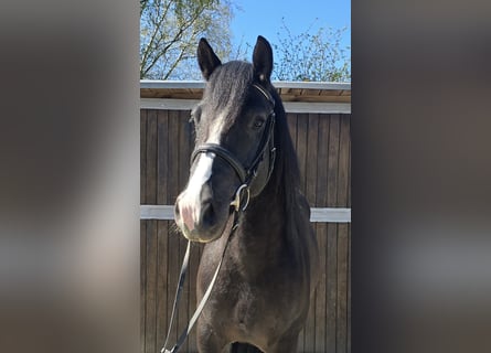 Tinker Mix, Ruin, 5 Jaar, 153 cm, Zwart
