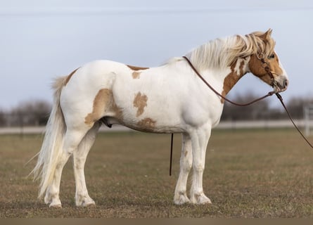 Tinker, Ruin, 6 Jaar, 142 cm, Tobiano-alle-kleuren