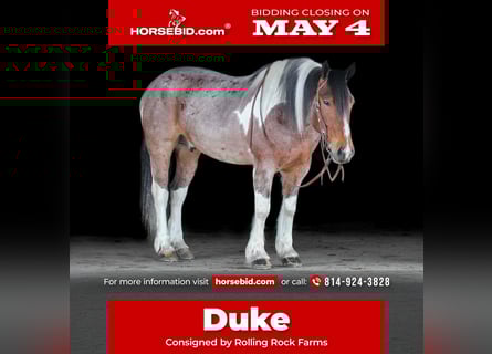 Tinker Mix, Ruin, 6 Jaar, Gevlekt-paard