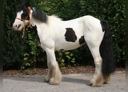 Tinker, Ruin, 7 Jaar, 135 cm, Gevlekt-paard