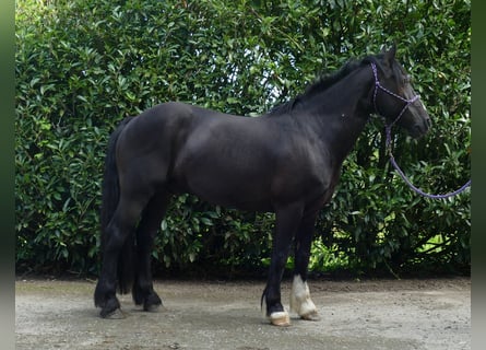 Tinker Mix, Ruin, 7 Jaar, 145 cm, Zwart