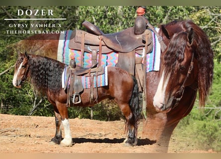 Tinker Mix, Ruin, 7 Jaar, 152 cm, Roodbruin