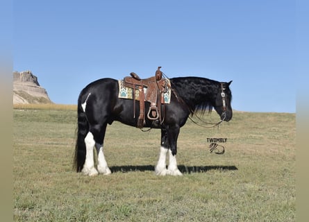 Tinker, Ruin, 7 Jaar, 152 cm, Zwart