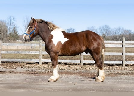Tinker Mix, Ruin, 7 Jaar, 170 cm, Donkere-vos