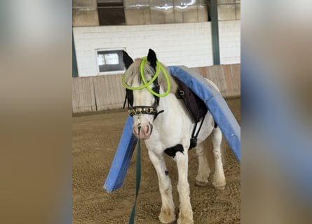 Tinker, Ruin, 8 Jaar, 133 cm, Gevlekt-paard