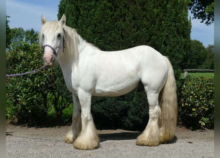 Tinker, Ruin, 8 Jaar, 133 cm, Schimmel