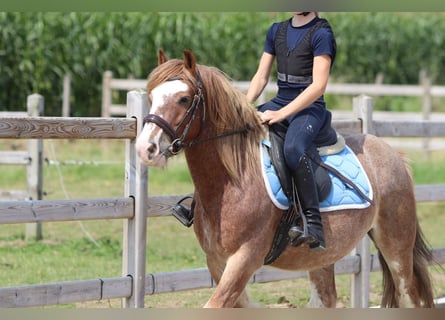 Tinker, Ruin, 8 Jaar, 138 cm, Roan-Red