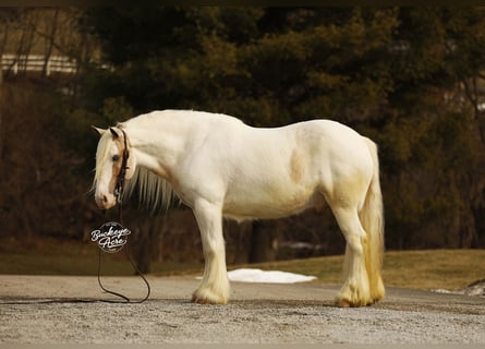 Tinker, Ruin, 8 Jaar, 150 cm, Tobiano-alle-kleuren