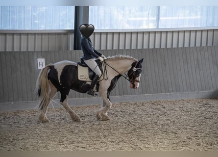 Tinker, Ruin, 8 Jaar, 153 cm, Gevlekt-paard