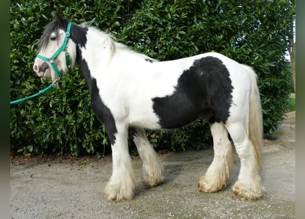 Tinker, Ruin, 9 Jaar, 137 cm, Gevlekt-paard