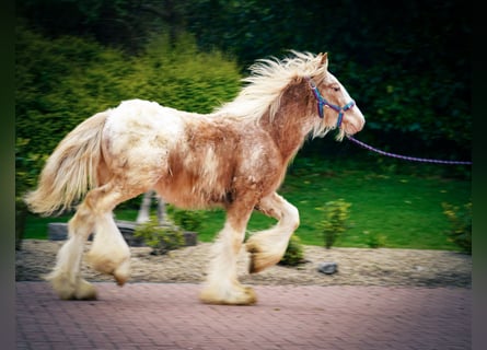 Tinker, Semental, 1 año, 148 cm