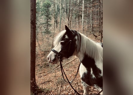 Tinker, Stute, 10 Jahre, 133 cm, White