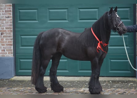 Tinker, Stute, 10 Jahre, 140 cm, Rappe