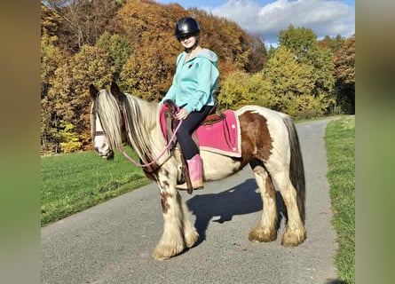 Tinker, Stute, 10 Jahre, 144 cm, Schecke