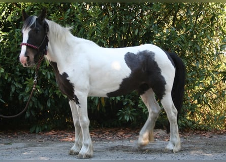 Tinker, Stute, 11 Jahre, 136 cm, Schecke