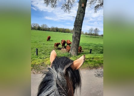 Tinker, Stute, 11 Jahre, 152 cm, Champagne